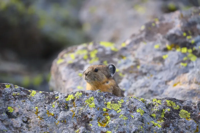Considering minifauna in Jackson Hole