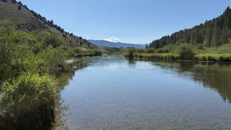 Game & Fish continues investigation into cause of fish mortality in Star Valley