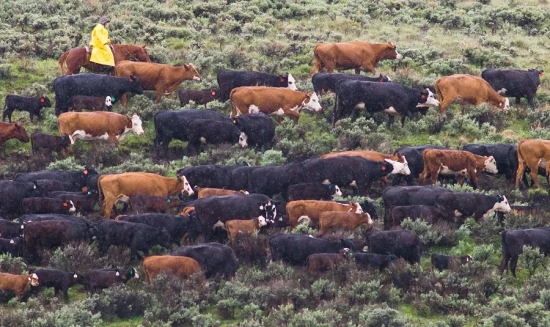 Judge OKs cattle grazing on controversial Bridger-Teton allotments, for now