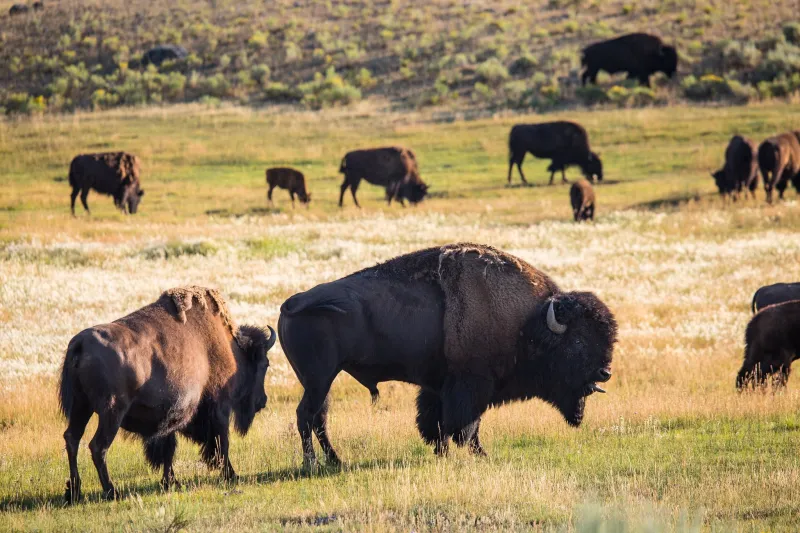 Sun's out, tongue's out for rutting bison