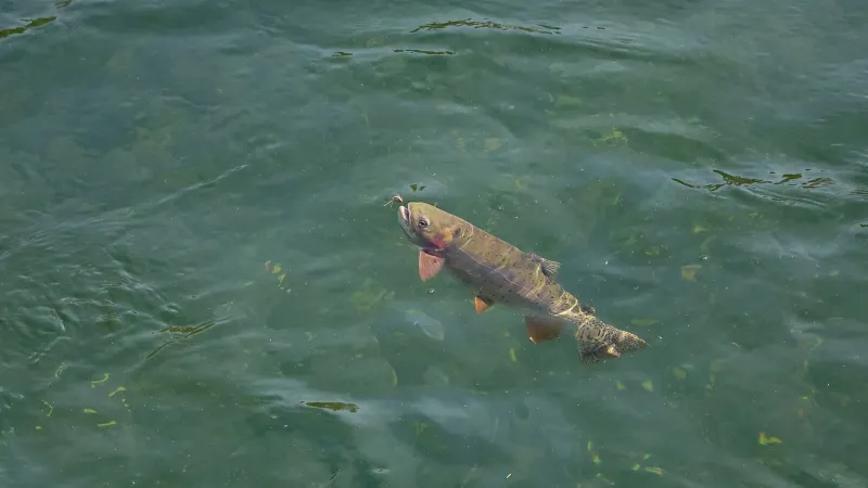 Yellowstone eases fishing closures on Firehole, Madison, Gibbon rivers