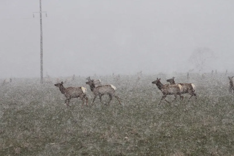 National Elk Refuge plan calls for feeding Jackson Hole elk, even if CWD transmission skyrockets
