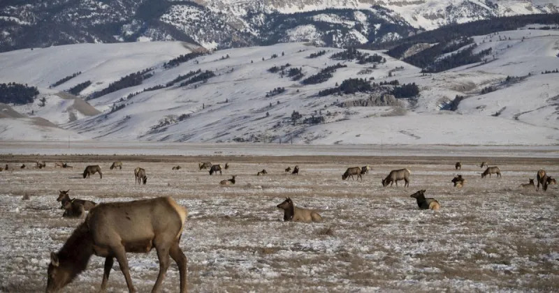 Feds publish plan for continued feeding on the National Elk Refuge