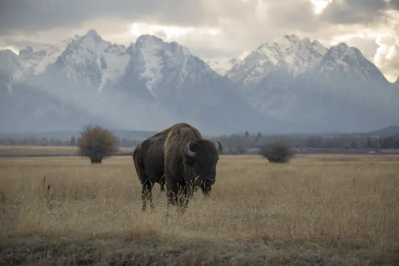 Explainer: Bison or buffalo?