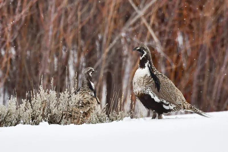Trump administration's gutting of Endangered Species Act could legalize extinction