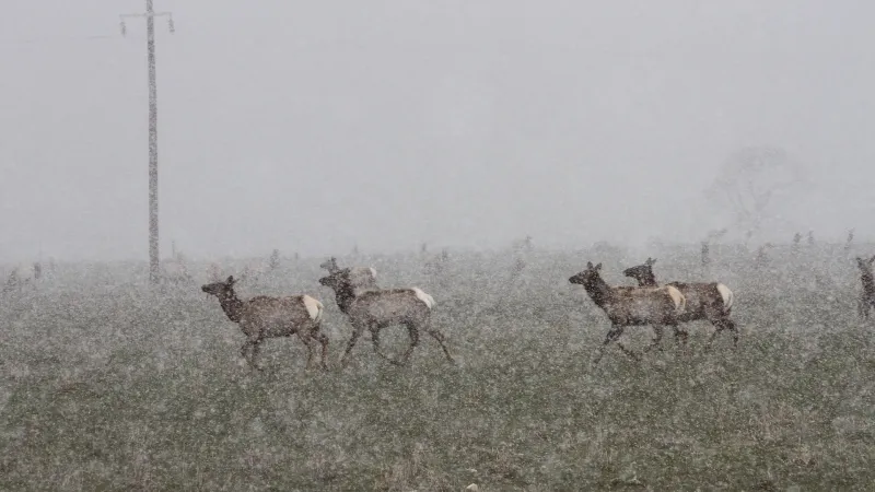 National Elk Refuge plan calls for feeding Jackson Hole elk, even if CWD transmission skyrockets