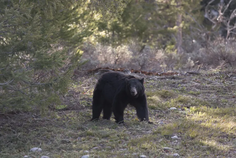 Teton Valley sees upswing in bears visiting homes; residents urged to secure food, garbage