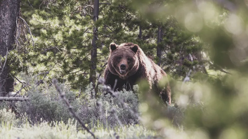 Grizzly 399 sculpture unveiling to kick off Fall Arts Festival