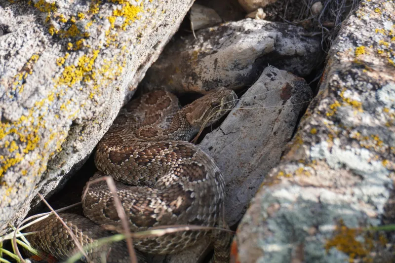 The rattlesnakes of Sinks Canyon: Some lack rattles, others den alone but shed their skins with friends