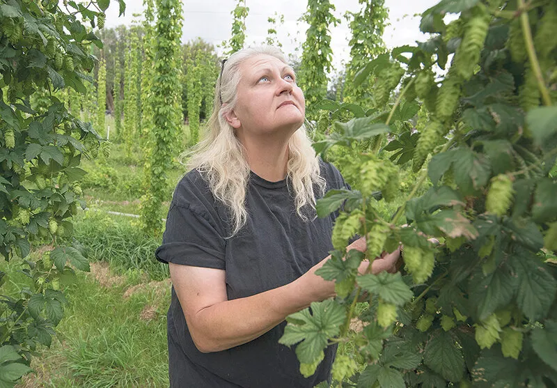 Secret Ingredient: Lone hops crop supplies local brewery