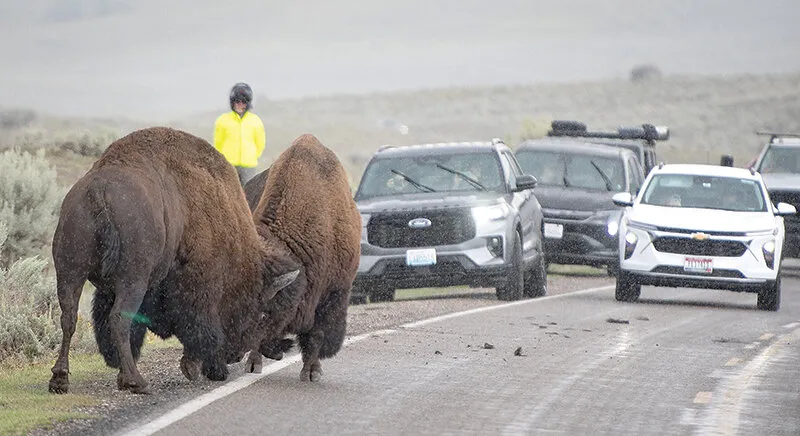 Cody and the American bison