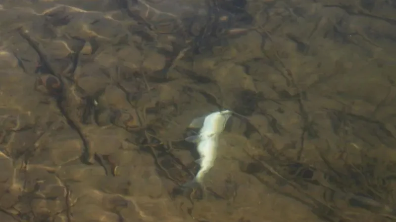 WGFD encourages anglers to avoid Salt River as whitefish die from parasite