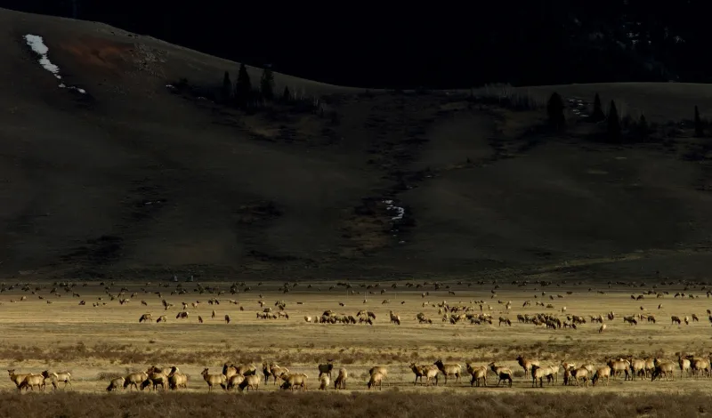 U.S. Fish and Wildlife staff tumbles by a quarter in Director Brian Nesvik's home state of Wyoming