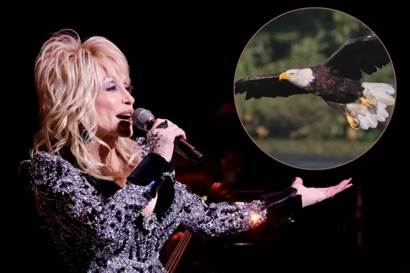 Dollywood's Bald Eagles Have Left the Park After 35 Years