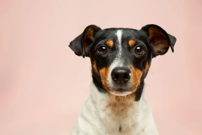 Cheyenne Woman Starts 'Prairie Paws,' Dog Rescue
