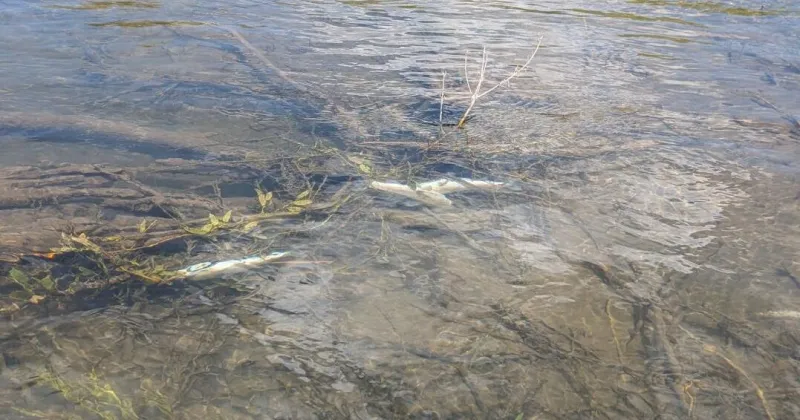 Salt River whitefish killed by parasite