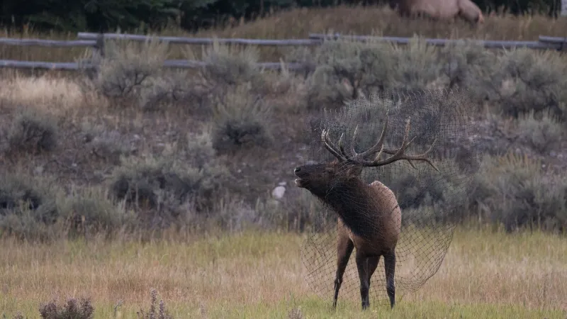 Residents asked to clear backyard hazards to prevent antler tangles
