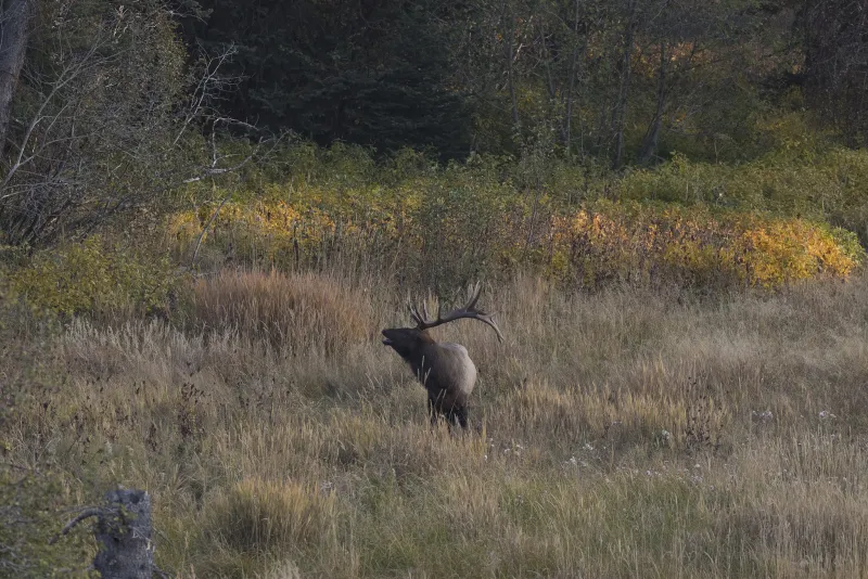 Bugles and bellows: Fall rut underway