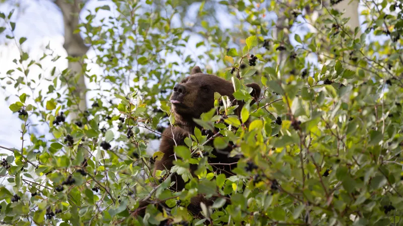 Bear activity widespread, Town reminds residents to secure attractants