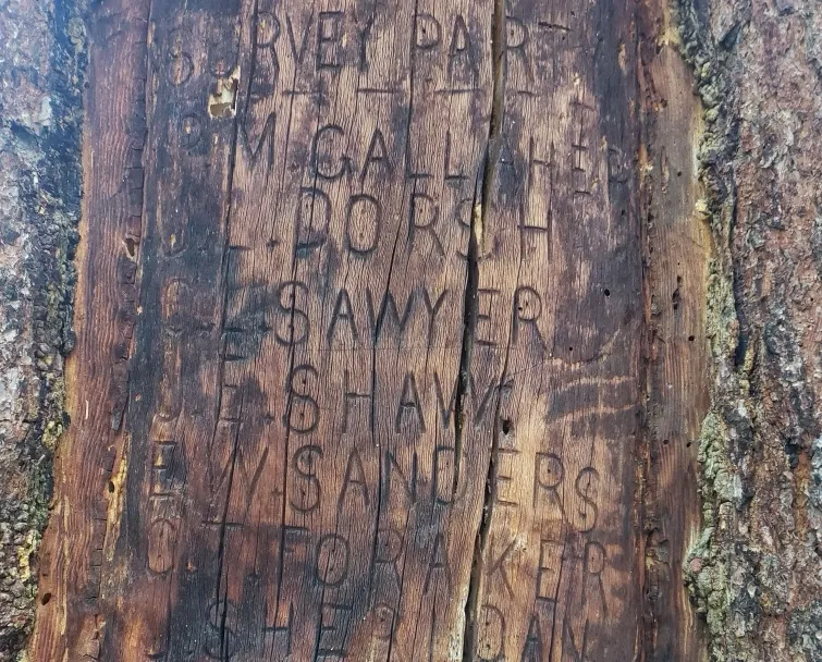 Wilderness advocates delay removal of tree 'Yellowstone Forest Reserve' surveyors inscribed in 1893