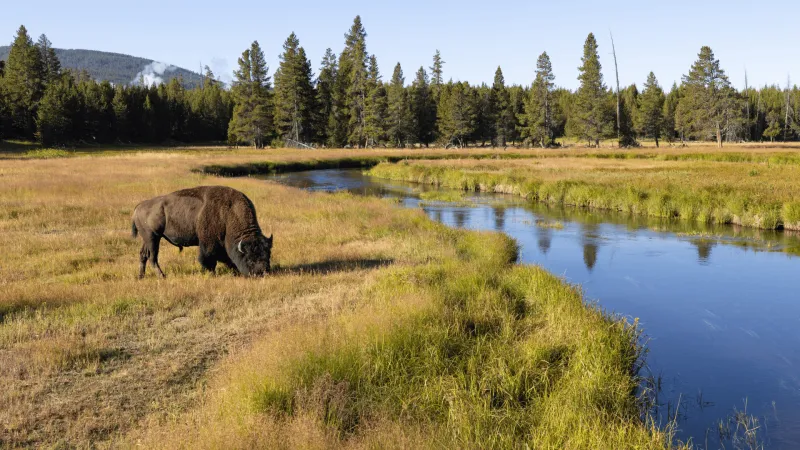 Fishing restrictions for Firehole, Madison, Gibbon rivers lifted in Yellowstone