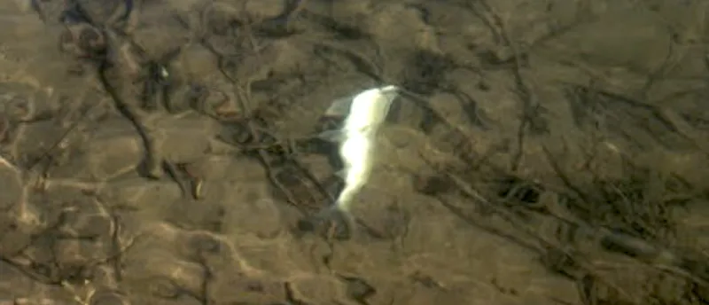 Kidney disease determined as cause of fish mortality on Salt River