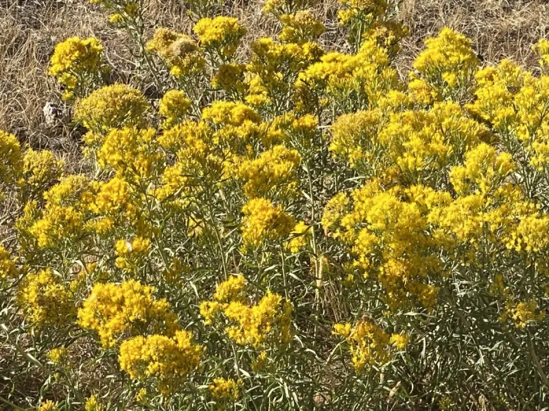 Wordless Wednesday: Rabbit Brush