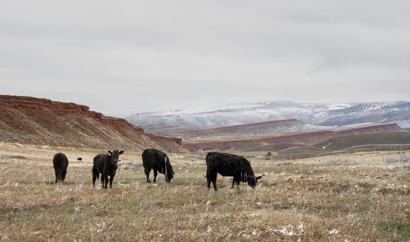 The Wyoming agriculture industry's outsized influence and consumption