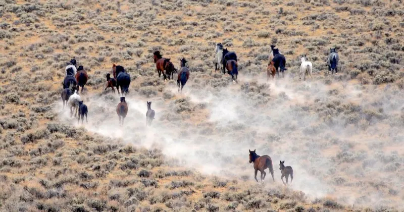 BLM plans horse gather for Fifteenmile herd