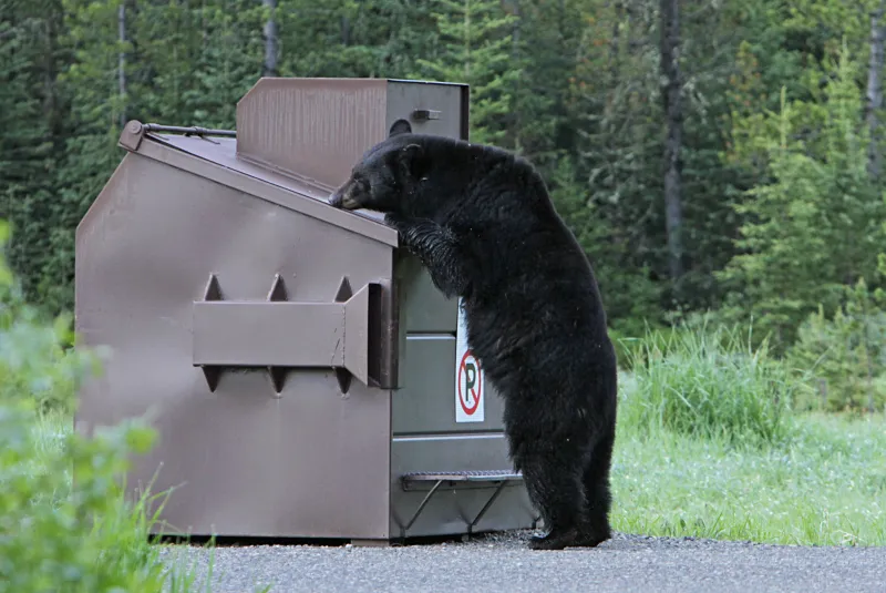 Drought leads to 'unprecedented' black bear conflicts in Wyoming