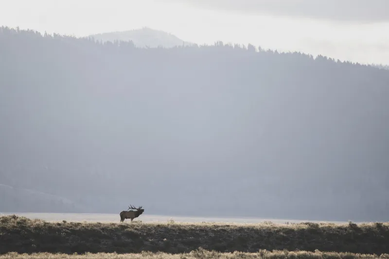 Elk unleashes eerie bugle, pursues mate in new Yellowstone clip