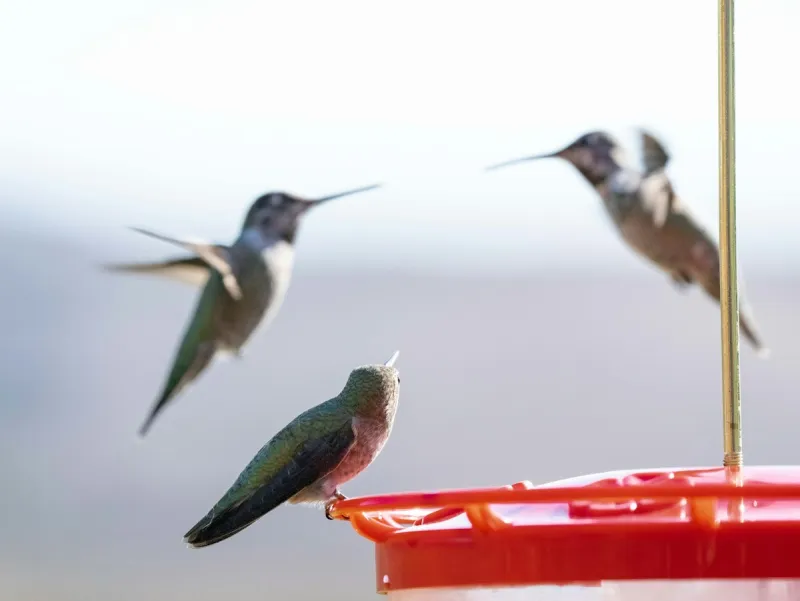 Hummingbirds Migrate Through Wyoming On Epic Journey To Mexico
