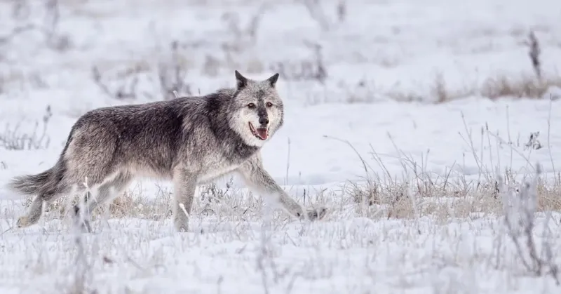 Yellowstone's Mollie's Pack is mostly back in the park, but not before spurring threats, bounties and drama