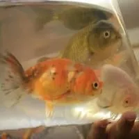 A Casper house party crasher left with one heck of a fish tale