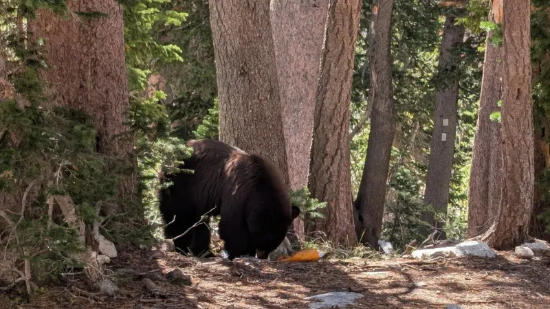 GTNP: 'Bear lethally removed because of poor decisions made by park visitors'