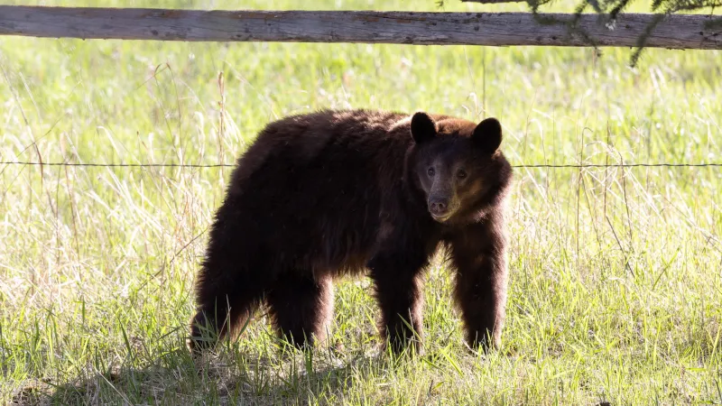 Bear uptick in Teton Valley: 'Do not leave small children unattended'
