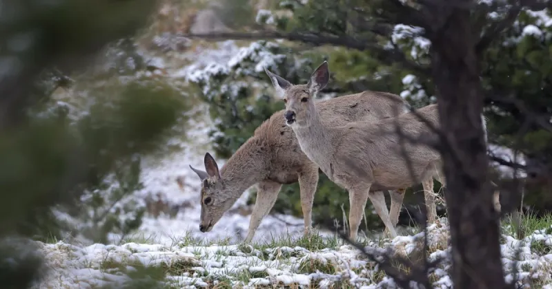 Casper Mountain residents are being invited to a meeting about what's changing in the forest