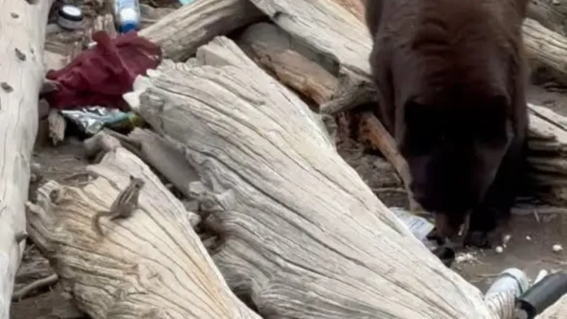 Grand Teton National Park: 'Poor decisions made by park visitors' led to lethal removal of black bear