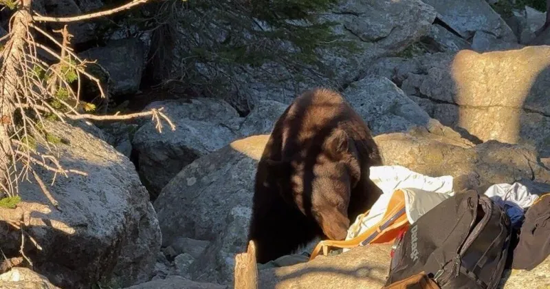 Food-conditioned black bear killed at Delta Lake
