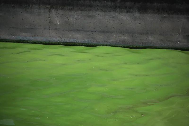 Wyoming Warns Residents To Avoid Contaminated Reservoir Water Amid Algae Bloom Outbreak