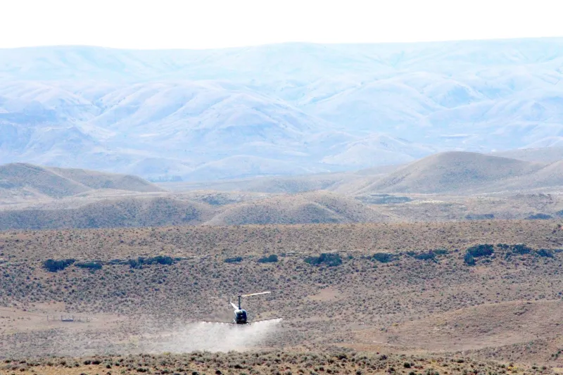 Destructive ventenata - arguably worse than cheatgrass - sweeps west across Wyoming