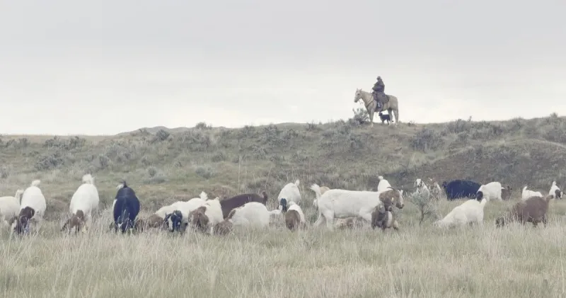 'Grit and Grace:' Sheridan College student's documentary spotlights Wyoming's female ranchers