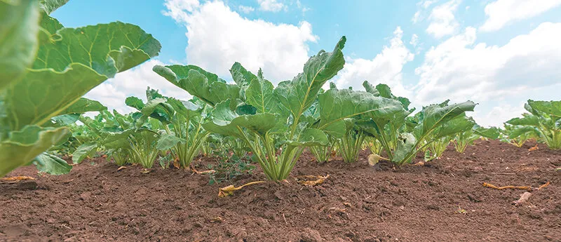 Harvest nears: Quality high in sugar beet crop