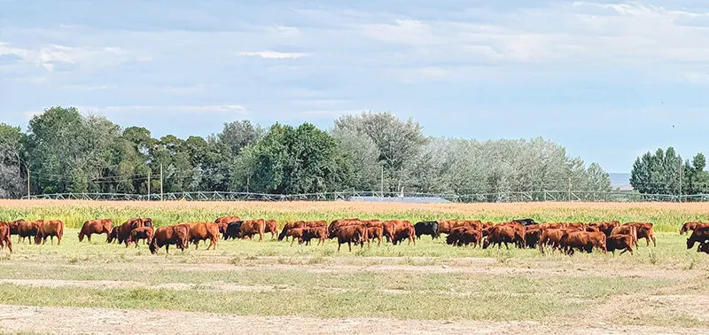 Willwood farmers sell beef at Hillside