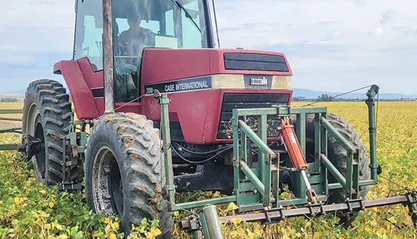 Farmers optimistic on bean crop