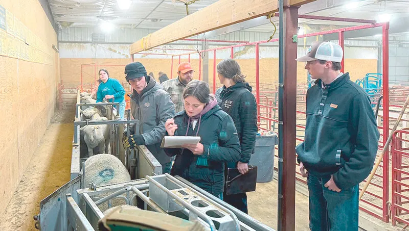 Wyoming Wool Initiative launches fifth annual Lamb-a-Year program