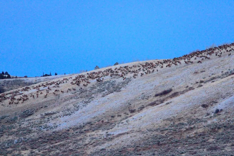 UW research values Wyoming's elk, mule deer and pronghorn at a stunning $6B