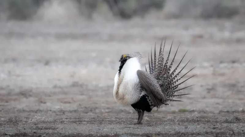Gordon signs updated executive order on sage-grouse management