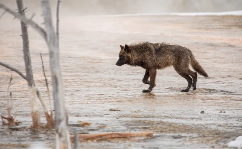 Trump targets big bad wolves, but ranchers say other administration actions drive their woes