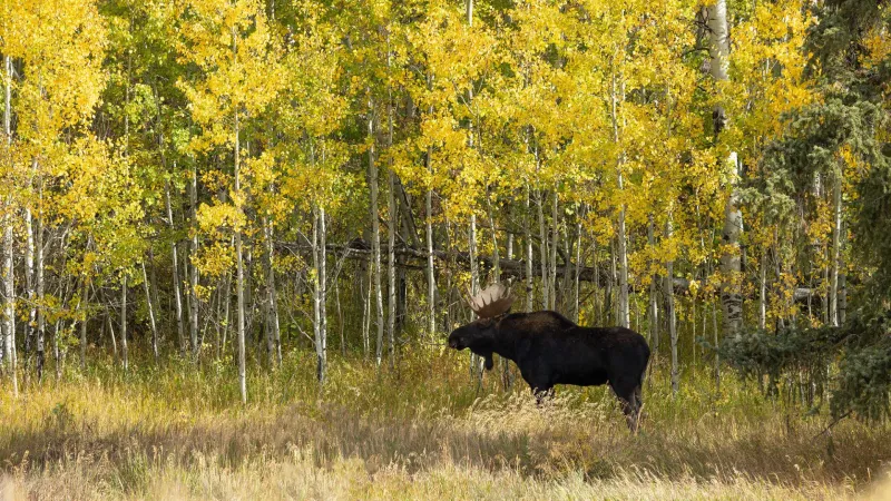 Game and Fish confirms CWD in moose near Laramie; first since 2008